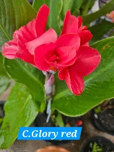 แดงเด่น Glory red 5.jpg