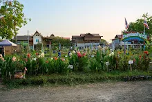 680424 ดอกพุทธรักษาในสวนครอบครัวน่ารัก 22.jpg