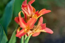 คลีโอพัตรา ส้ม Cleopatra orange 4.jpeg