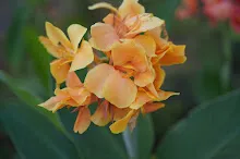 ทองอรุณ Golden morning 9.JPG