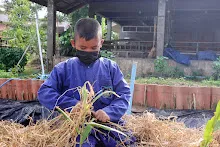 671216 สมุนพระราม ห่มดินสวนน่ารักด้วยฟางข้าว วัดระดับน้ำคลองไส้ไก่ 79.jpg