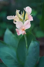 680424 ดอกพุทธรักษาในสวนครอบครัวน่ารัก 464.JPG