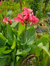 สวนน่ารักเล็ก Small Crimson Beauty 6.jpg
