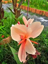 เมลินดา Melinda 12.jpg