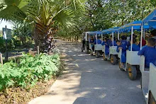 671228 สมุนพระรามเข้าค่าย เรียนการปรับปรุงพันธุ์พุทธรักษา เล่นเกมกินวิบาก พาทัวร์รถราง 279.jpg