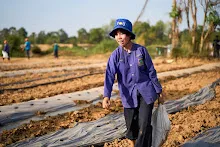 670120 สมุนพระรามเรียน ปวช ช่วยสะสางผักตบจากบุ่ง สสษ.ใส่ปุ๋ยแปลงแตงโมริมมูล 69.jpeg