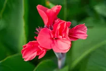 แดงเด่น Glory red 15.jpeg