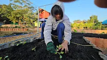671130 เช้าปลูกต้นบล็อคเคอลี่ สวนครอบครัวน่ารัก 8.jpg