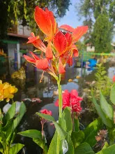 ส้มแสงสว่าง Orange Light 10.jpg