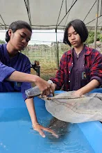 671213 ภาพ การเลี้ยงผำในอ่างพลาสติก ปสช.บิวตี้ บอส 80.jpg