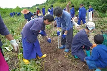 680616 สมุนพระรามไปขุดมันเทศริมมูลและเก็บเมล็ดถั่วลิสงเรี่ยดิน วันบวรกับชาวชุมชนกลุ่มสีส้ม 35.JPG