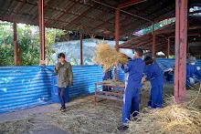 671202 นร.ม.4 และชาวชุมชน ช่วยกันฟาดข้าวที่โรงสีบุญคุณข้าว 35.jpg