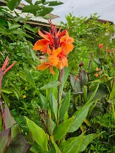 ส้มเบิกบาน Orange bloom 4.jpg