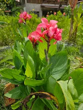 สวนน่ารักเล็ก Small Crimson Beauty 7.jpg