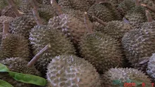 330315 ปัดกวาดเช็ดถู ล้างส้วม คือ ยอดพลัง 4 สหาย โดยพ่อท่าน.mp4