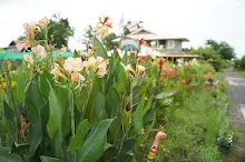 680424 ดอกพุทธรักษาในสวนครอบครัวน่ารัก 383.JPG