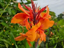 ส้มเบิกบาน Orange bloom 2.jpg