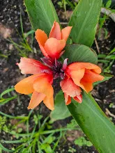 ส้มอุบล Ubon Orange 2.jpg