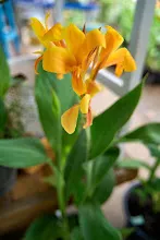 680424 ดอกพุทธรักษาในสวนครอบครัวน่ารัก 210.jpeg