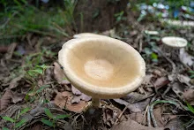 A7C00271.jpg