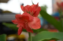 680424 ดอกพุทธรักษาในสวนครอบครัวน่ารัก 384.JPG