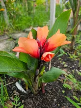 ส้มอุบล Ubon Orange 3.jpg