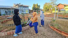 671130 เช้าปลูกต้นบล็อคเคอลี่ สวนครอบครัวน่ารัก 3.jpg