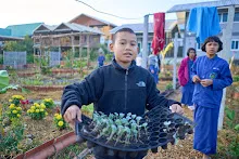 680608 สมุนพระรามเก็บเมล็ดพันธุ์ดอกไม้กินได้ที่สวน ไปขนดินปลูก 42.jpg