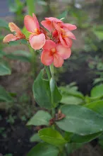 ผู้รับใช้ Tropical Salmon 23.JPG