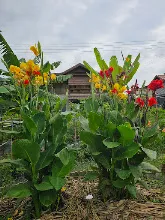 คลีโอพัตราสองสี 1.jpg