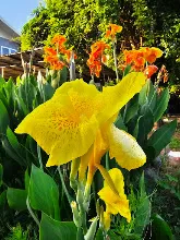 เหลืองราชันย์ Yellow King Humbert 11.jpg