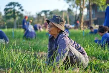 671217 สสธ.และชาวชุมขนไปถอนหญ้า แปลงหอมกระเทียม สวน 255 73.jpg