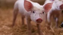 การฆ่าสัตว์ในฟาร์มที่โหดร้าย Why farmed animals face legal animal cruelty มีซับmp4.mp4