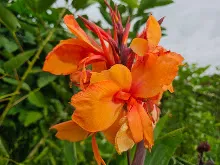 ส้มเบิกบาน Orange bloom 5.jpg