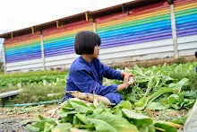 680224 วันบวร ชาวชุมชนสีแดง และ นร.ม.1 ปลูกหัวไชเท้า 89.jpg