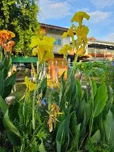 เหลืองราชันย์ Yellow King Humbert 13.jpg