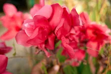 สวนน่ารักใหญ่ Large Crimson Beauty 15.jpg