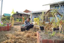 680110 สมุนพระราม ทำ 5 ส ปลูกต้นองุ่น ปรับปรุงแปลงดอกไม้ 91.jpg