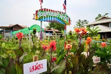 680313 ดอกพุทธรักษาที่หน้าป้ายสวนครอบครัวน่ารัก 32.jpg
