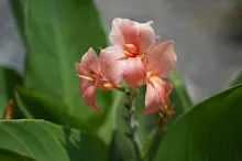680424 ดอกพุทธรักษาในสวนครอบครัวน่ารัก 435.JPG