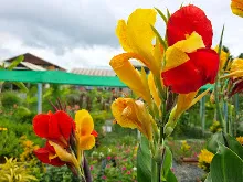 คลีโอพัตราสองสี 31.jpg
