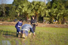 680111 กิจกรรมดำนาวันเด็กแห่งชาติ ของนร.สสธ.และสมุนพระราม 68.JPG