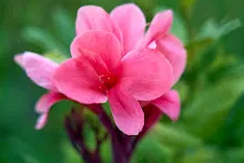 ชมพูกัลยา Pink lady 4.jpeg
