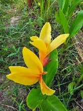 นกเหลือง Yellow bird 5.jpg