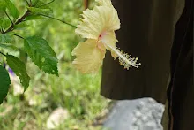 ZV_08296.JPG
