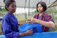 671213 ภาพ การเลี้ยงผำในอ่างพลาสติก ปสช.บิวตี้ บอส 52.jpg