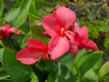 สวนน่ารักเล็ก Small Crimson Beauty 3.jpg