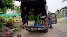 680410 สมุนพระรามนำต้นกล้าดอกไม้ที่เพาะไว้ออกขายเป็นครั้งแรกในตลาดอาริยะ 2.jpg