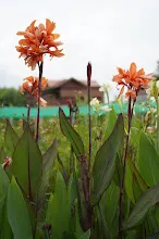 นางฟ้าสีส้ม Orange angle 17.JPG