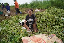 680623  เด็กสมุนพระรามร่วมทำงานขุดมันเทศ ในวันนบวร 106.jpeg